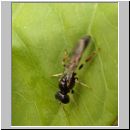 Rhopalum coarctatum - Gemeine Schlankgrabwespe 01 6mm duemmer.jpg